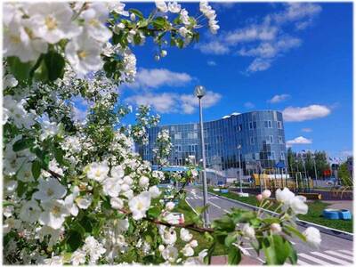 Цветение деревьев на территории детского сада